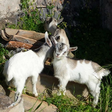 Agriturismo Biologico Corte Aragonese Santa Maria di Licodia Dış mekan fotoğraf