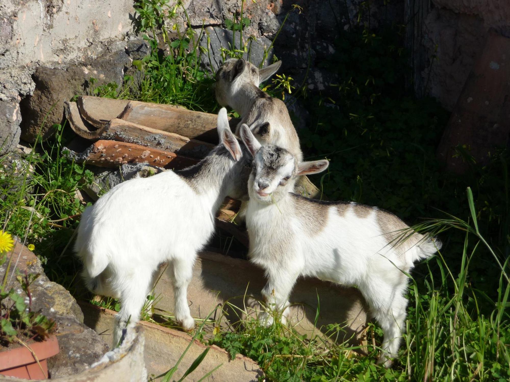 Agriturismo Biologico Corte Aragonese Santa Maria di Licodia Dış mekan fotoğraf